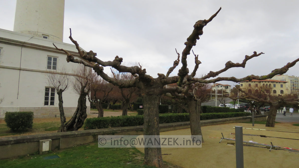 Tilia cordata - Dachform geschitten IMG_5280.JPG